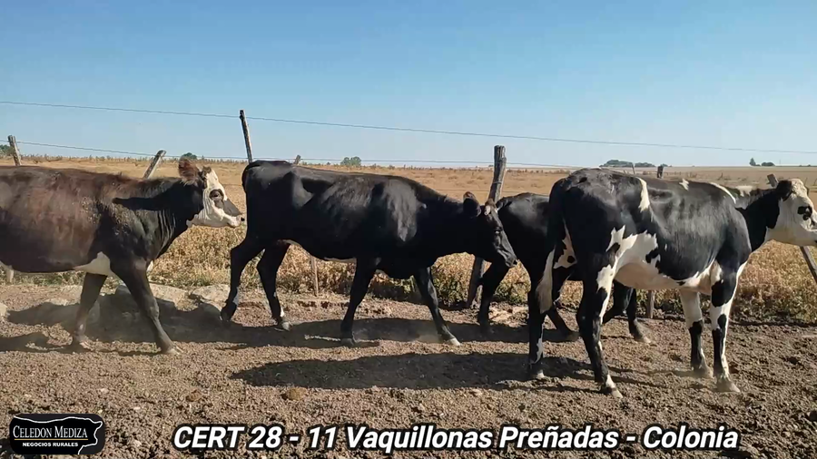 Lote 11 Vaquillonas Vacas Preñadas en Colonia