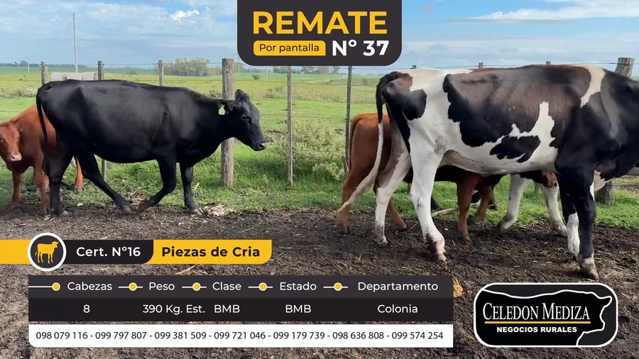 Lote 8 Piezas de cría en Colonia