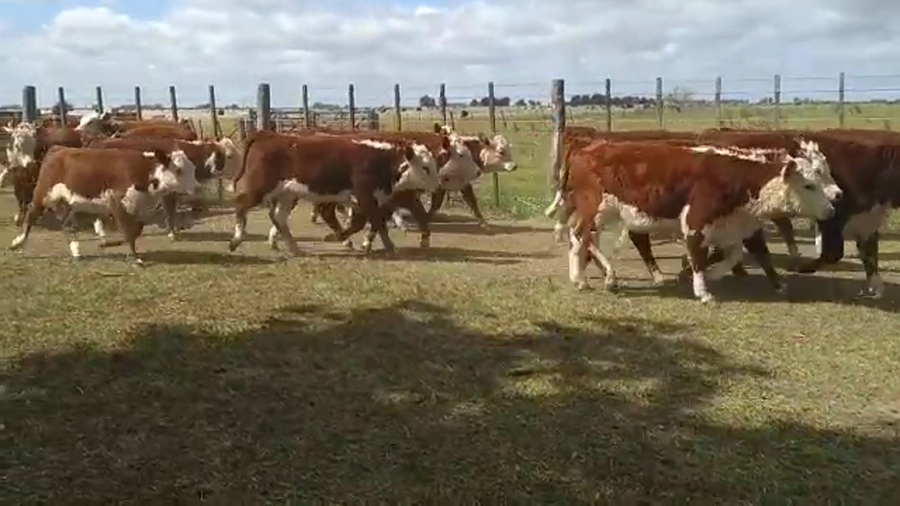Lote 60 Terneras en Las Flores, Buenos Aires