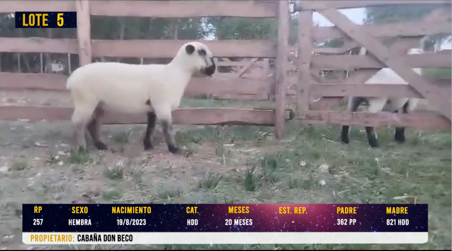Lote LOTE 5