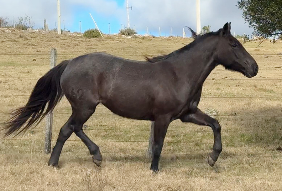 Lote CINZA EL TACUARAL