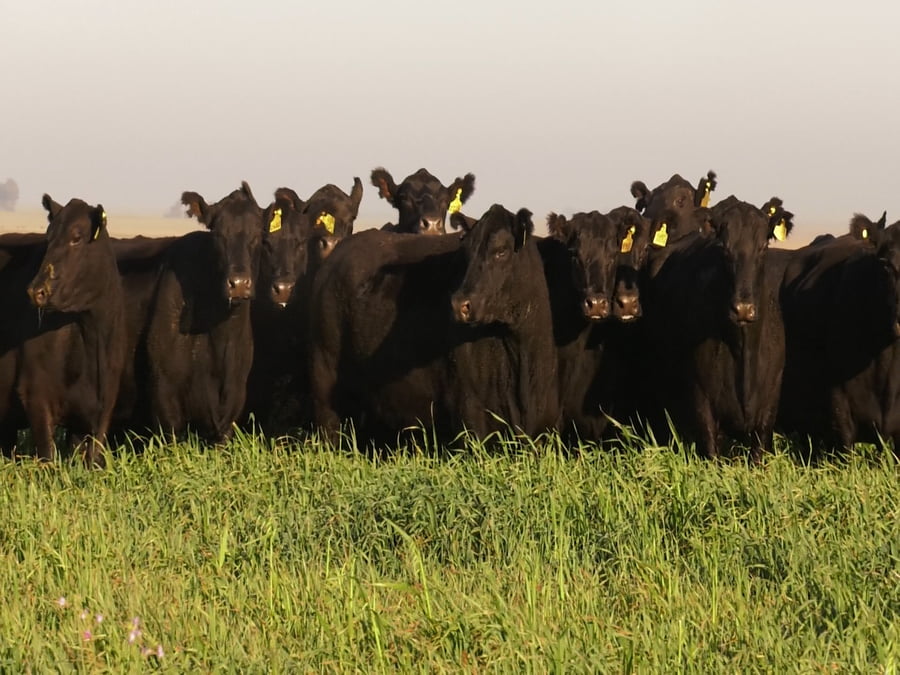 Lote VACAS  ANGUS NEGRAS   P. CONTROLADAS C/ GTIA DE PREÑEZ