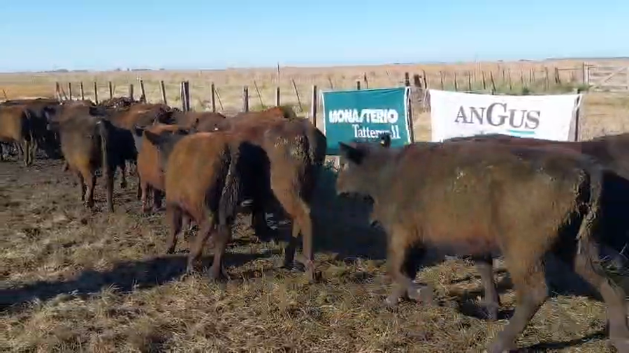 Lote 30 Vaquillonas EN ARBOLEDAS