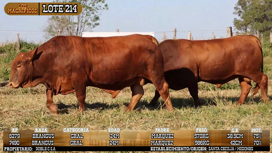 Lote LOTE 214 - VIVO