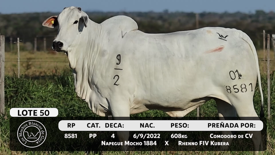 Lote LOTE 50