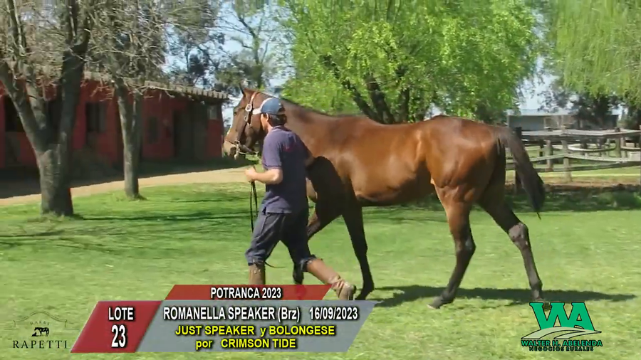 Lote ROMANELLA SPEAKER (Brz)