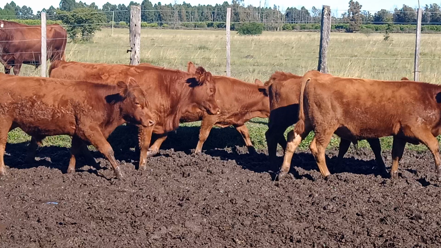 Lote 60 Terneros/as en Corrientes, Mocoretá
