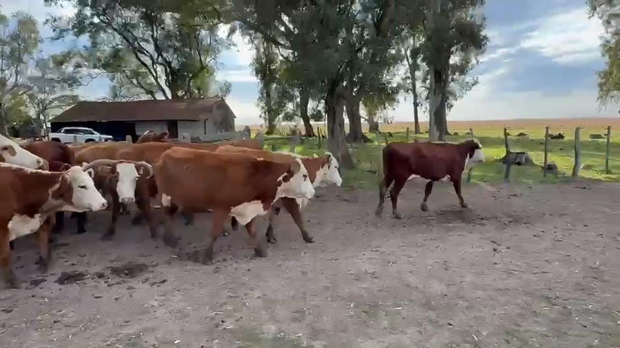 Lote 45 Vientres preñados en Corrientes, Mercedes