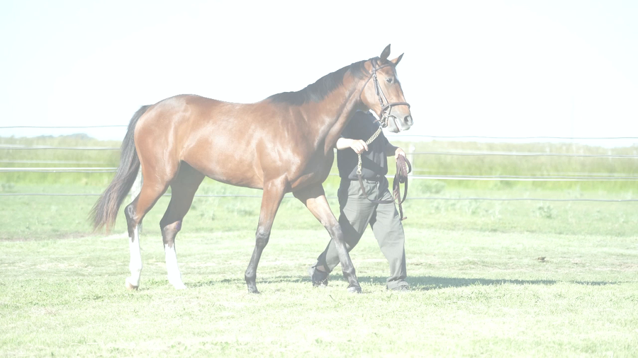 Lote ANNA CHUCK (CHUCK BERRY -  CATEDRATICA JULIETA)