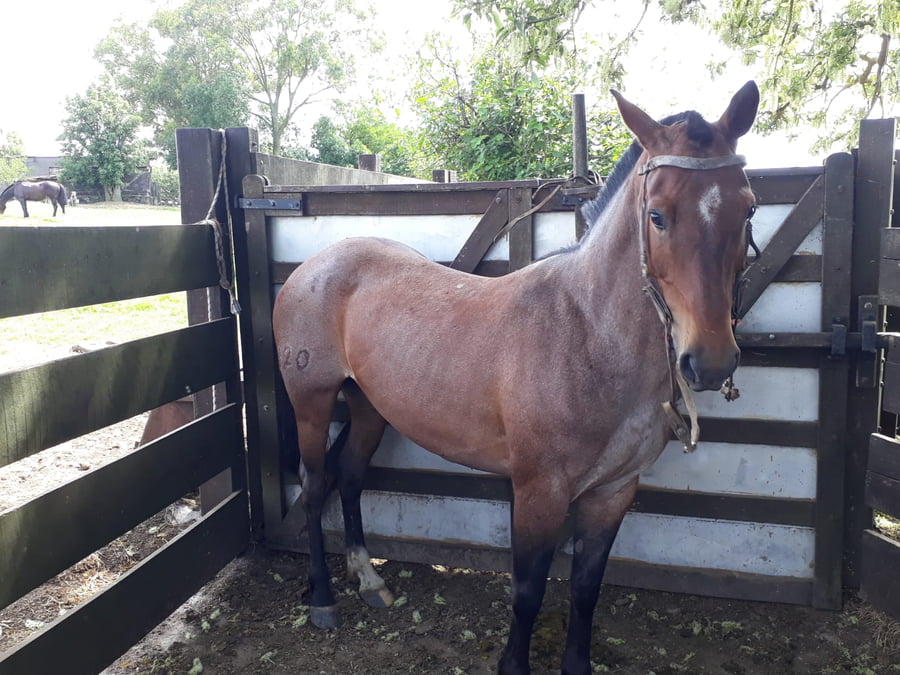 Lote ANESTECIA PERDIGUERA