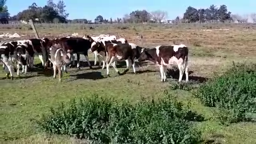 Lote (Vendido)15 Terneros HOLANDO a remate en PANTALLA FEDERICO GARLAND 90kg -  en TRES ESQUINAS