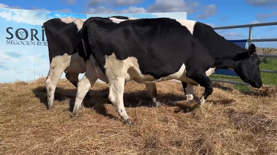 Lote VACAS PARIDAS CABAÑA MANGADO