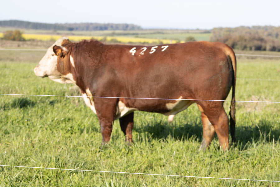 Lote 16
