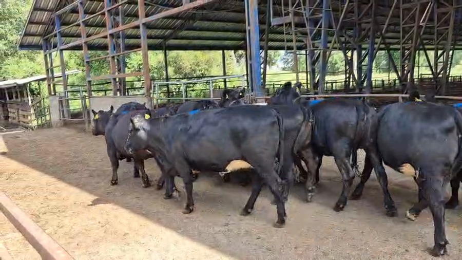 Lote 16 Vaquilla Gorda en Futrono, XIV Región Los Ríos