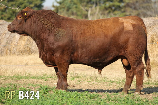 Lote 3 TOROS PUROS DE PEDIGREE