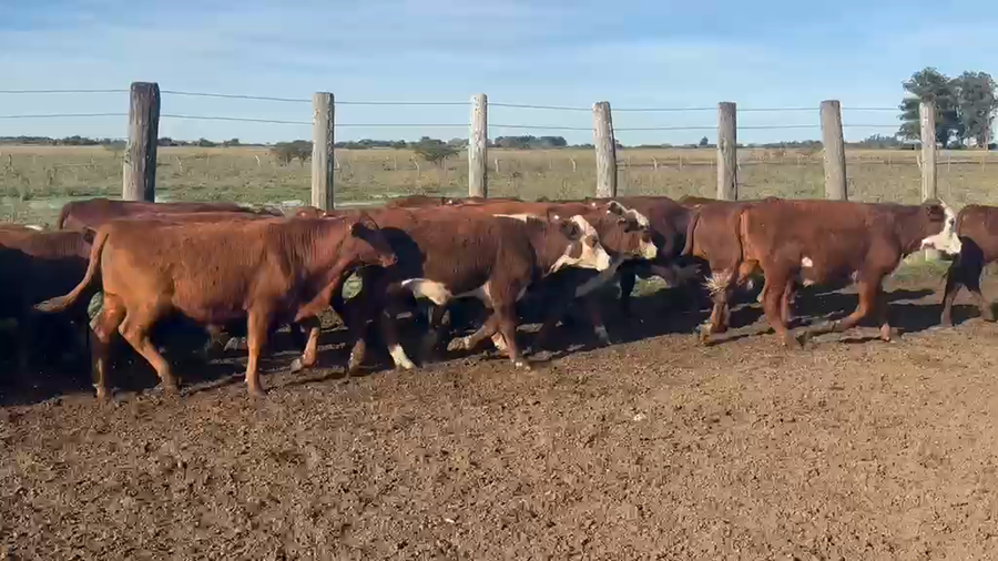 Lote 100 Terneros en Corrientes, San Roque
