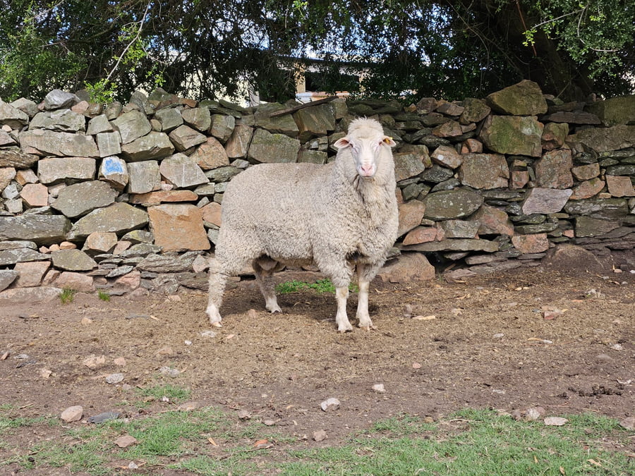 Lote Carneros a remate en Subasta Online - Nambi Guasu, Lavalleja