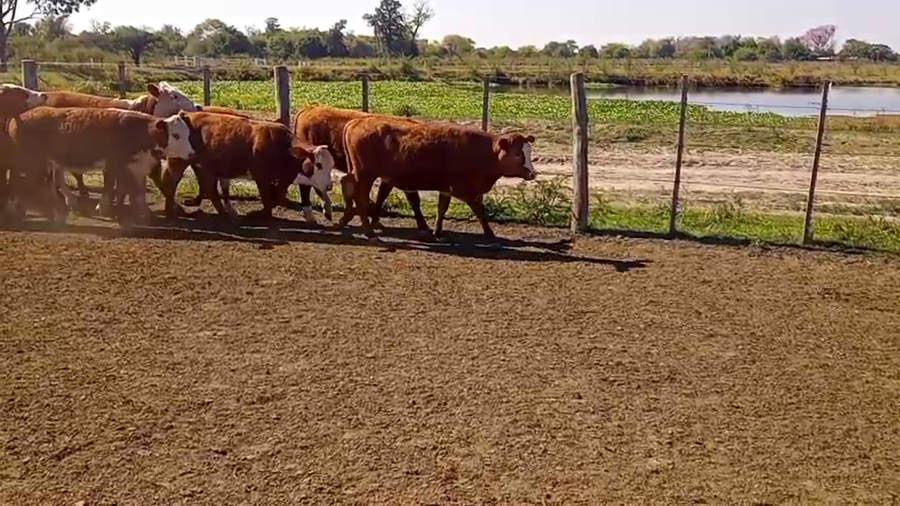 Lote 70 Terneras en Corrientes, Mercedes