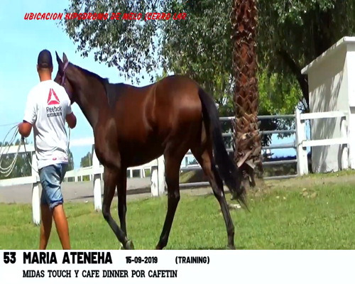 Lote MARIA ATENEHA