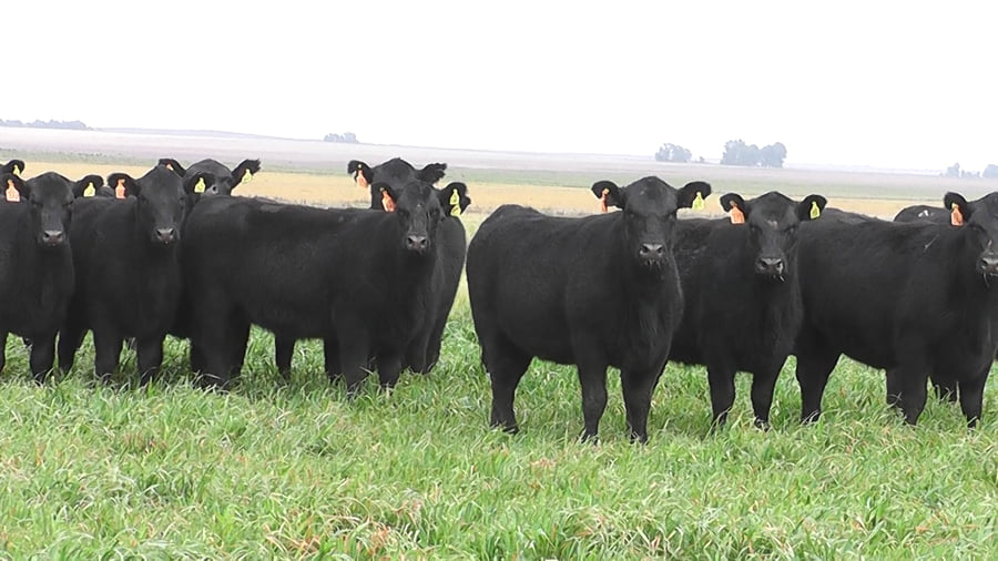 Lote VAQ. A. ANGUS NEGRAS MAS C/GTÍA DE PREÑEZ