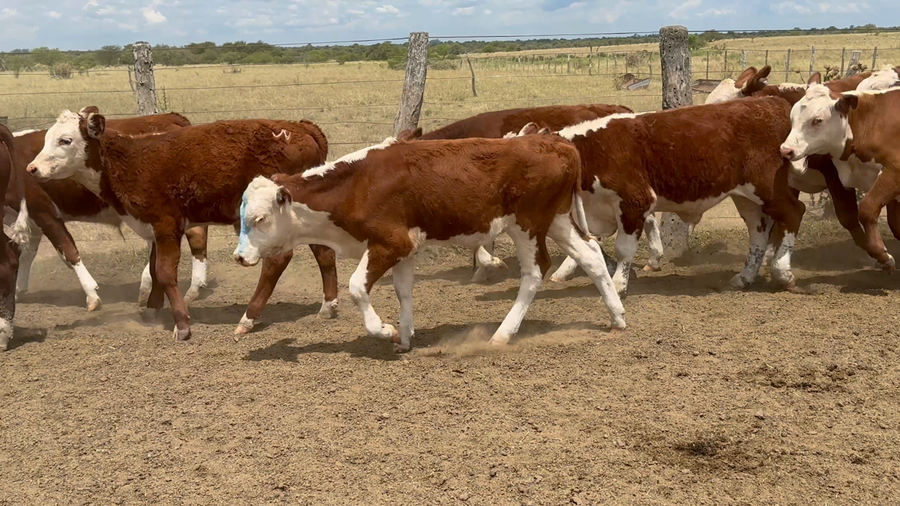 Lote 79 Terneros en Corrientes, Curuzu Cuatia