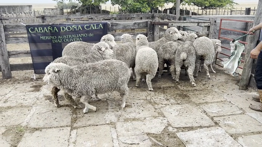 Lote Borregas 4 y 6D (MO: Si)