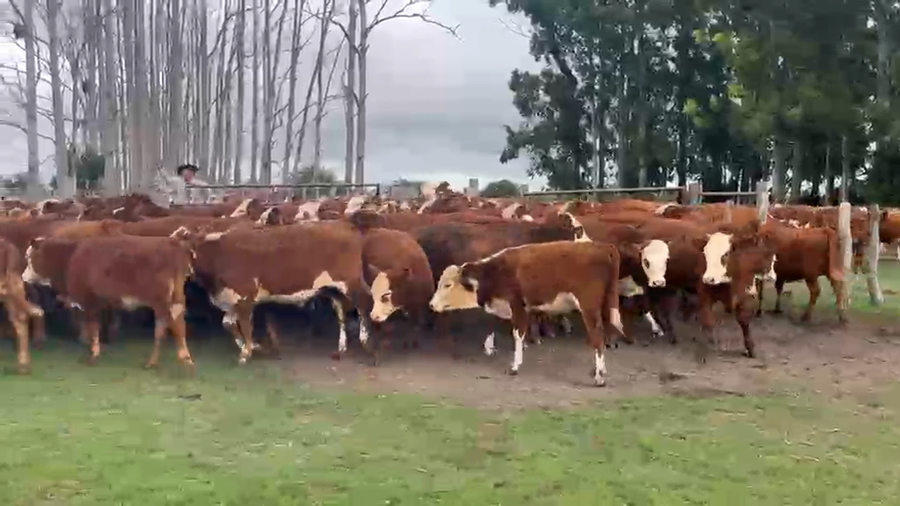 Lote 82 Terneros/as en Corrientes, Curuzu Cuatia