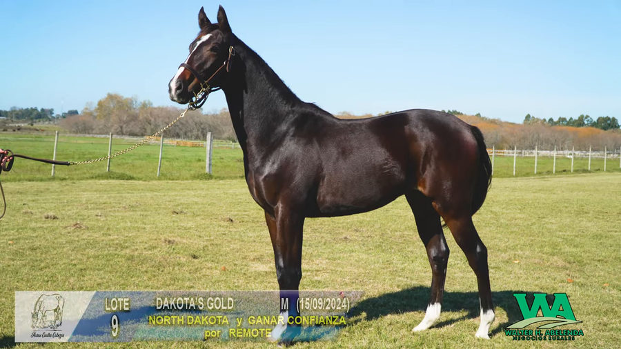 Lote DAKOTA'S GOLD