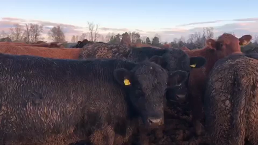 Lote 45 Novillo Gordo en Purranque, X Región Los Lagos