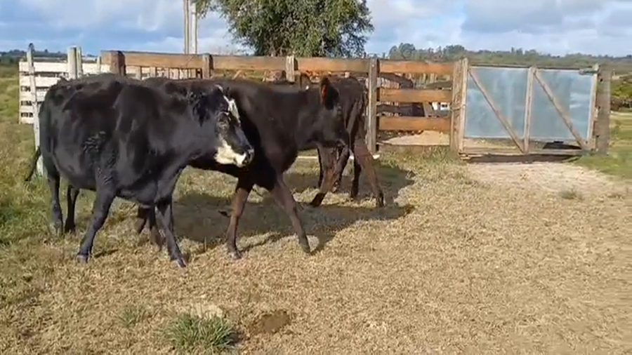 Lote (Vendido)4 Industria AA a remate en #45 Pantalla Carmelo  300kg -  en Blanca Arena