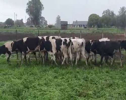 Lote 43 Terneras HOLANDO a remate en Pantalla Aniversario 180kg - , San José