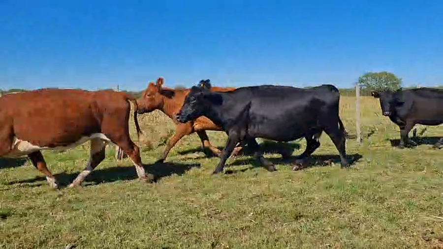 Lote 50 Vacas con Cría
