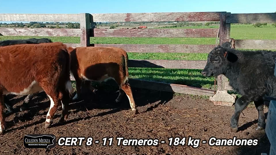 Lote 11 Terneros en Canelones
