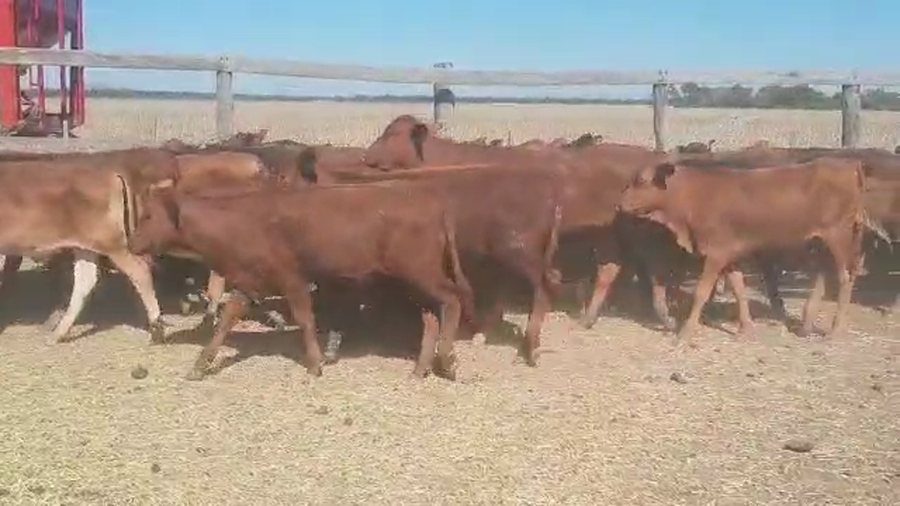 Lote 65 Terneros/as en Quimilí, Santiago del Estero