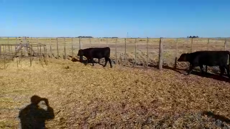 Lote 25 Terneros/as en Buenos Aires, Benito Juárez