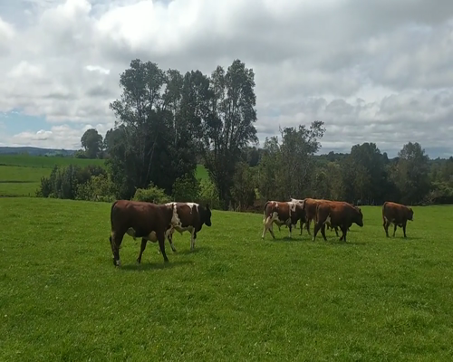 Lote 50 Ternero en Fresia, X Región Los Lagos