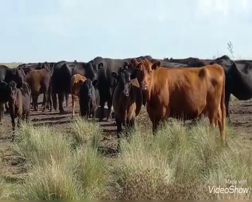 Lote 70 Terneros/as en Benito Juárez, Buenos Aires