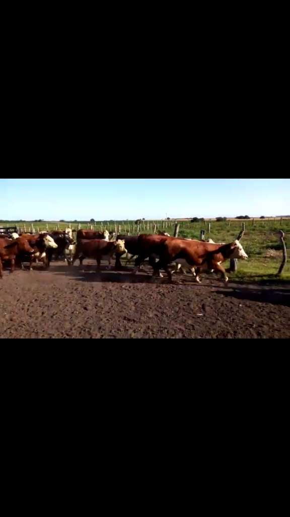 Lote 190 Vaquillonas en Larroque, Entre Ríos