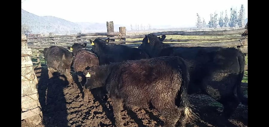 Lote 59 Novillo Engorda en Curicó, VII  Región Maule