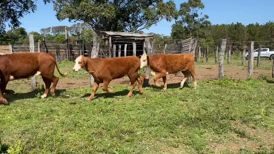 Lote 56 Novillos en Ituzaingó, Corrientes