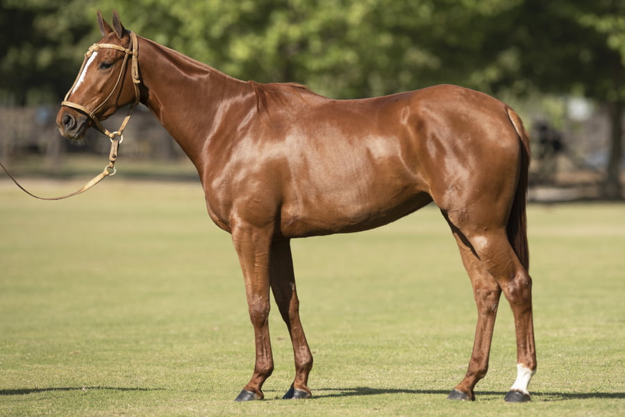 Lote TAITA FRANCHELA - T/E (DOLFINA EL MESSI - OPEN CHELA)