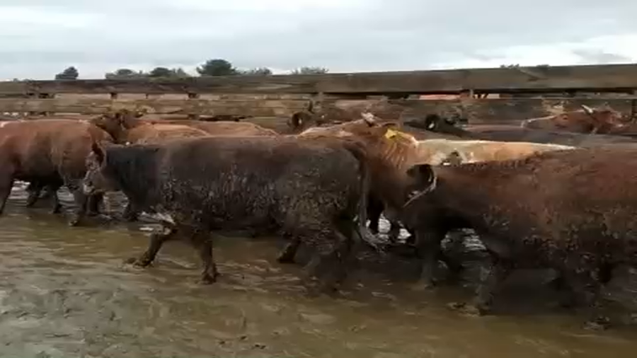 Lote 40 Vaquilla Gorda en Los Ángeles, VIII Región Biobío