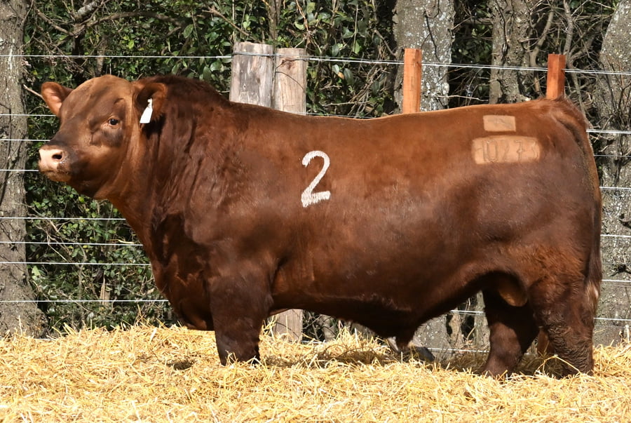 Lote TOROS ANGUS PC