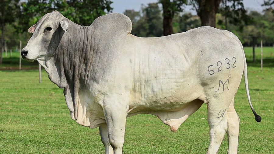 Lote LOTE 60