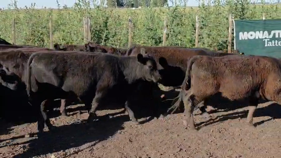 Lote 64 Vaquillonas en Chillar