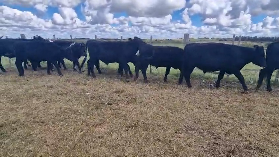 Lote 10 Novillos a remate en Pantalla Camy, San José