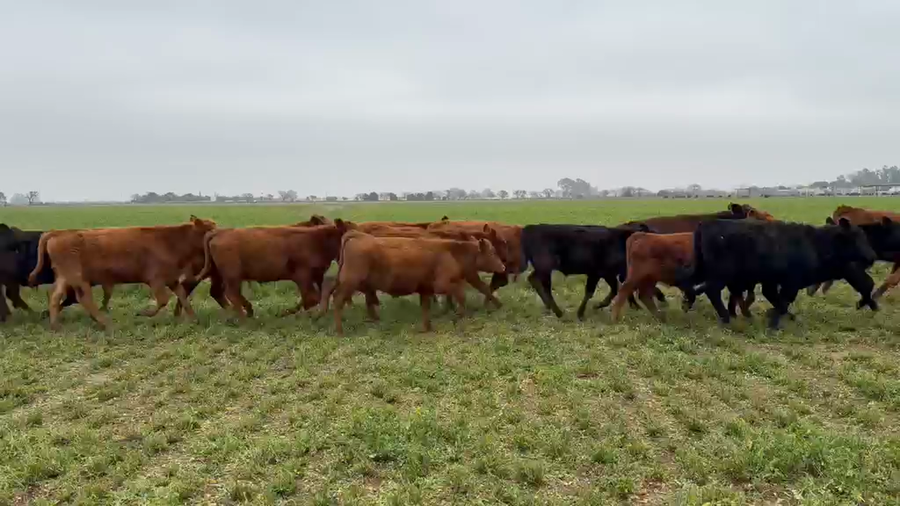 Lote 113 Terneros