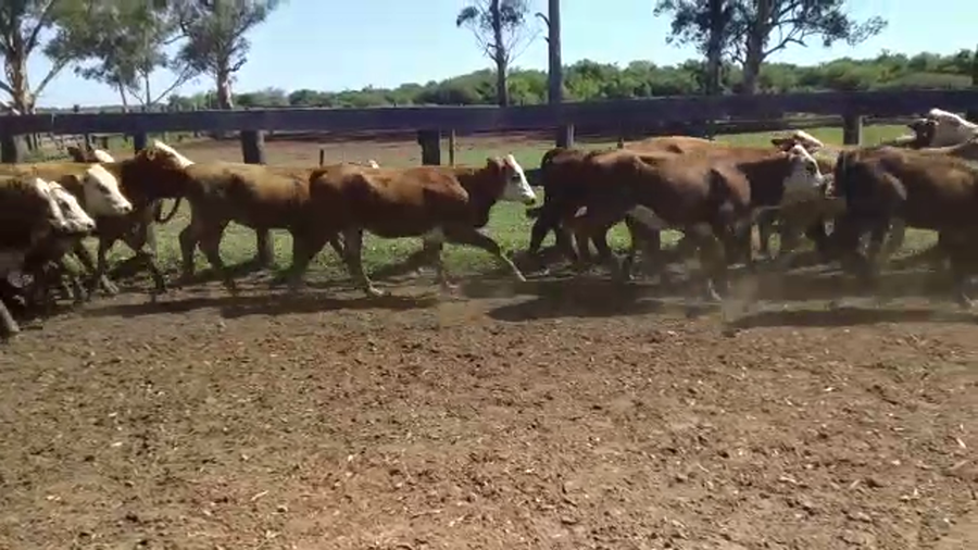 Lote 68 Terneros/as en Berón de Astrada, Corrientes
