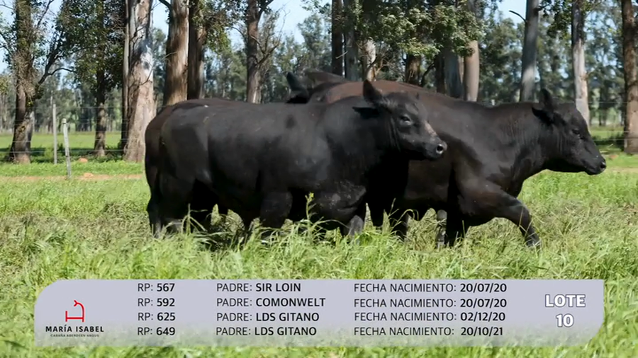 Lote 4 Toros PI a remate en Maria Isabel - Otto Fernandez, Artigas