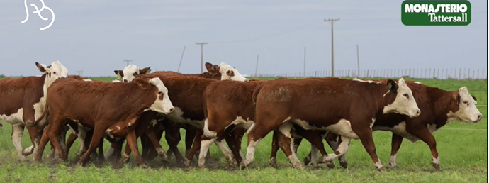 Lote VIENTRES PREÑADOS(CORRAL 49)